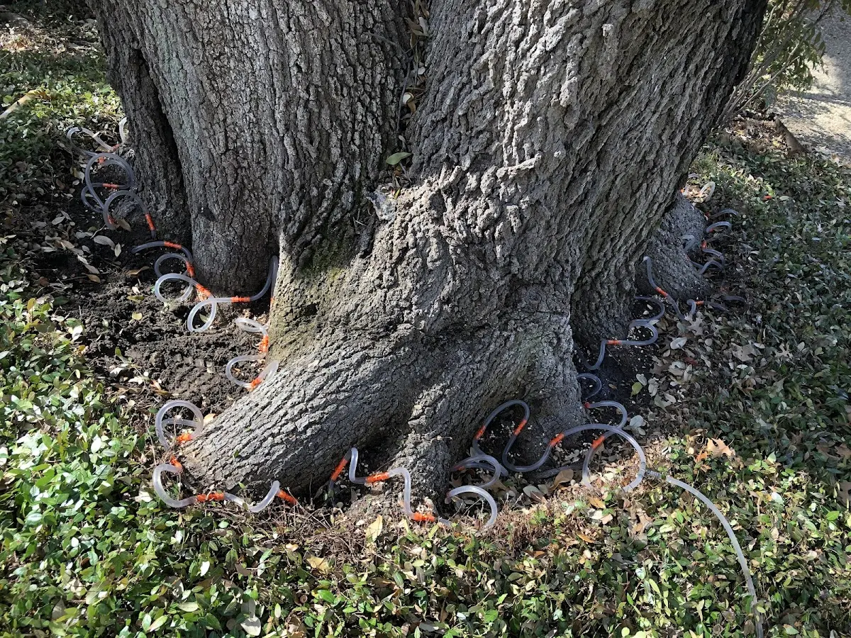 Detailed Tree Cabling and Bracing job site in Mosheim