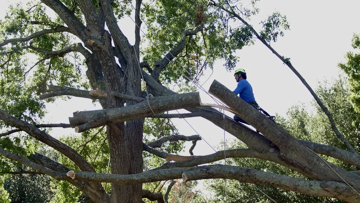 Professional Crown Thinning performed by certified arborists in Mosheim
