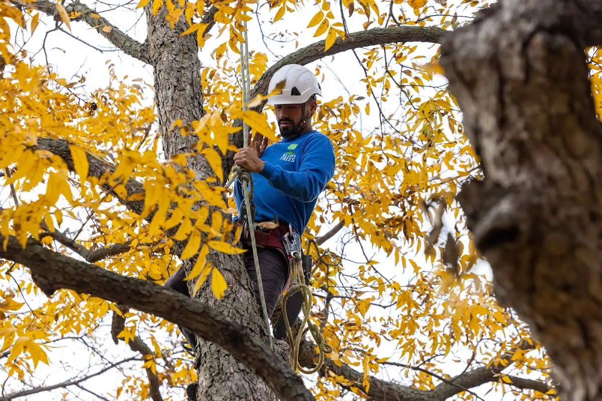 Skilled Tree Pruning crew working in Mosheim